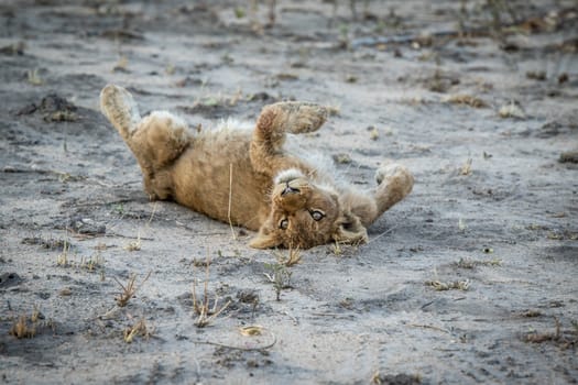 Lion cub laying on the dirt in the Sabi Sabi game reserve, South Africa.