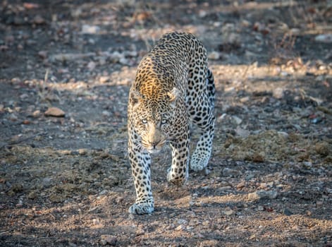 .Leopard walking towards the camera in the Kruger National Park, South Africa.