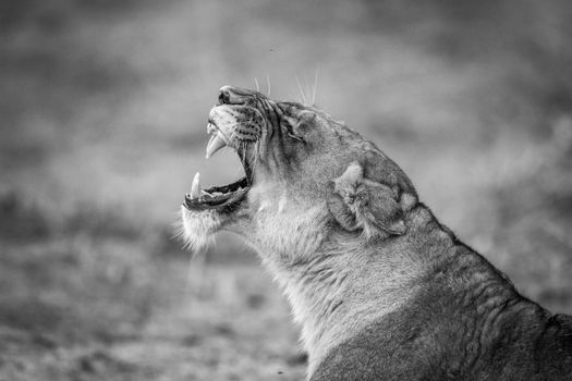 Yawning Lioness in black and white in the Kruger National Park.