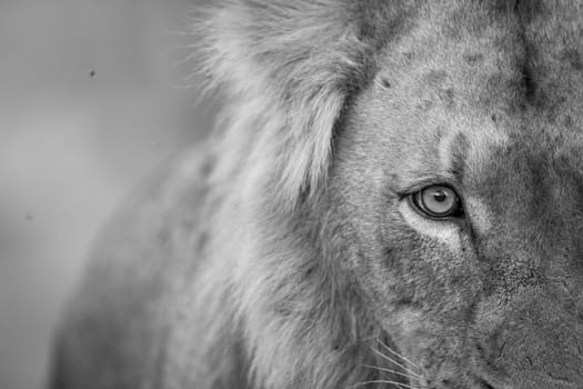 Lion eye in black and white the Kruger National Park, South Africa.