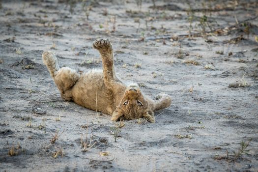 Lion cub laying on the dirt in the Sabi Sabi game reserve, South Africa.