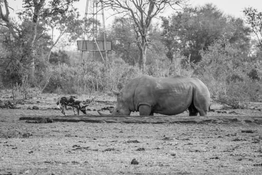 African wild dog drinking next to a White rhino in black and white in the Kruger National Park, South Africa.