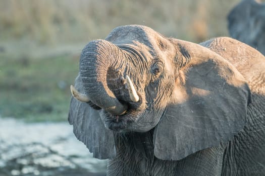 Elephant drinking in the Kruger National Park, South Africa.