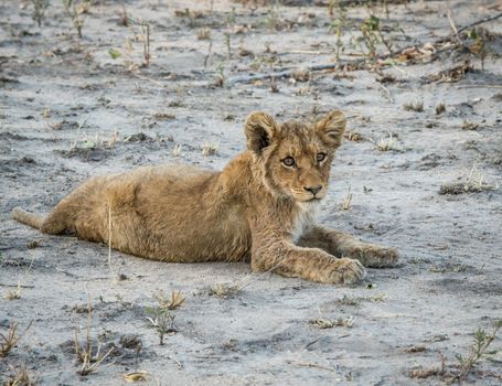 Lion cub laying on the dirt in the Sabi Sabi game reserve, South Africa.i