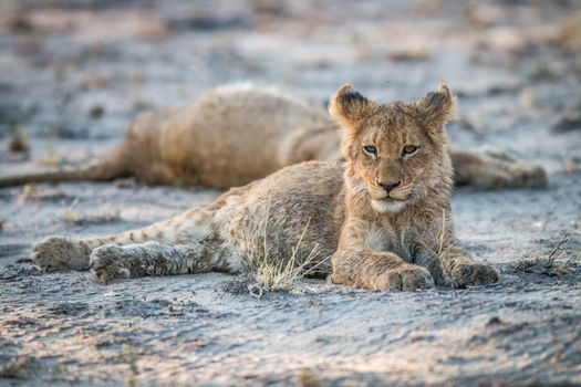 Lion cub laying on the dirt in the Sabi Sabi game reserve, South Africa.