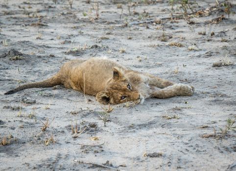 Lion cub laying on the dirt in the Sabi Sabi game reserve, South Africa.