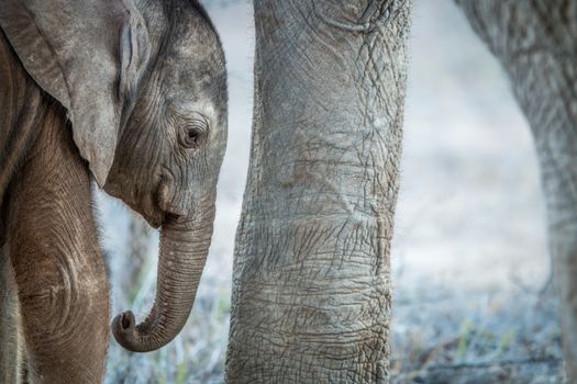 A young Elephant calf in between the legs of an adult Elephant in the Kruger National Park.