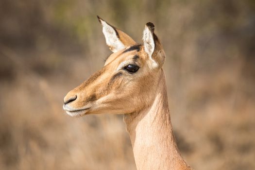 Side profile of a female Impala in the Kruger National Park, South Africa.