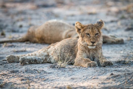 Lion cub laying on the dirt in the Sabi Sabi game reserve, South Africa.