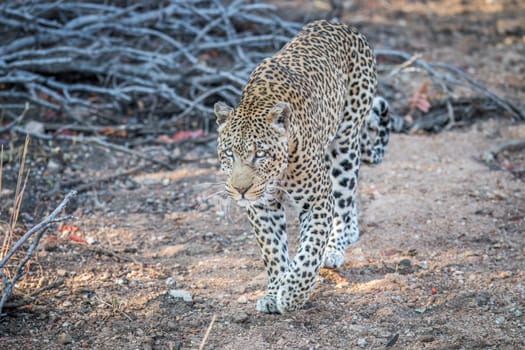 Leopard walking towards the camera in the Kruger National Park, South Africa.