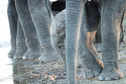 A young Elephant in between the legs of adults in the Kruger National Park, South Africa.