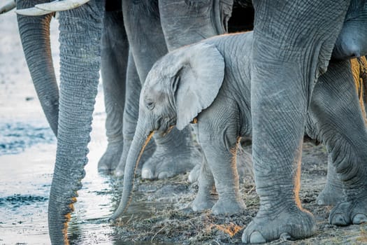 A young Elephant drinking in between the legs of adults in the Kruger National Park, South Africa.