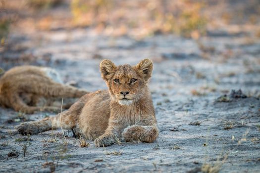 Lion cub laying on the dirt in the Sabi Sabi game reserve, South Africa.