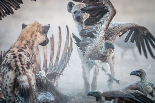 Spotted Hyena at a carcass with a flying Vulture in the Sabi Sabi game reserve, South Africa.