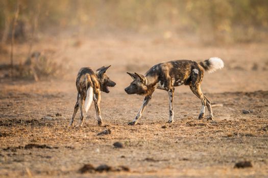 Playing African wild dogs in the Kruger National Park, South Africa.