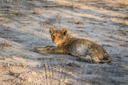 Lion cub laying on the dirt in the Sabi Sabi game reserve, South Africa.