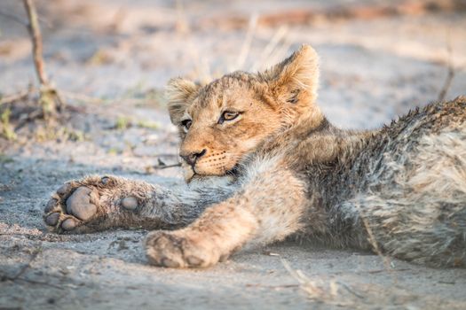 Lion cub laying on the dirt in the Sabi Sabi game reserve, South Africa.