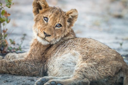 Lion cub laying on the dirt in the Sabi Sabi game reserve, South Africa.