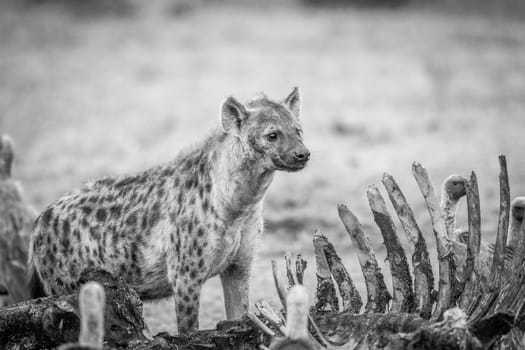 Spotted hyena at a carcass with Vultures in black and white in the Sabi Sabi game reserve, South Africa.