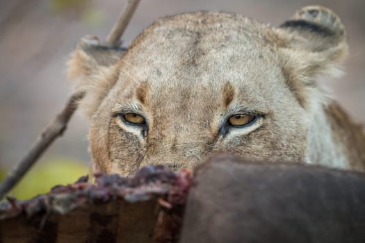 Lioness looking over a Buffalo carcass in the Sabi Sabi game reserve, South Africa.