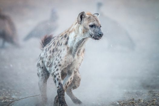 Running Spotted hyena with Vultures in the background in the Sabi Sabi game reserve, South Africa.