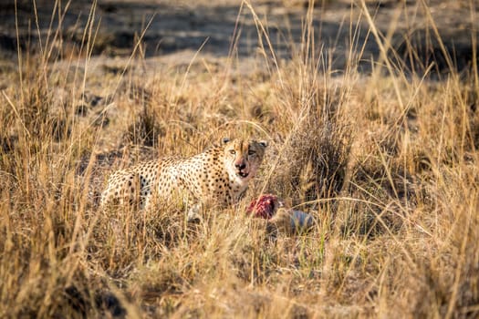 Cheetah on a Reedbuck kill in the Sabi Sabi game reserve, South Africa.