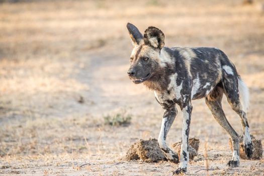 Walking African wild dog in the Kruger National Park, South Africa.