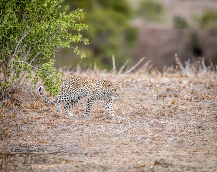 Baby Leopard walking in the grass in the Kruger National Park, South Africa.