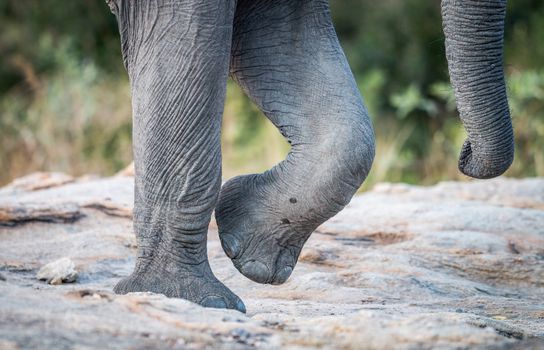 Elephant feet and trunk in the Kruger National Park, South Africa.