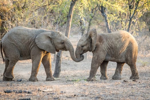 Two young Elephants playing in the Kruger National Park, South Africa.