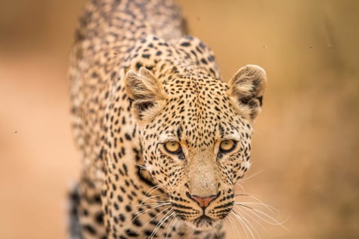 Leopard starring at the camera in the Kruger National Park, South Africa.