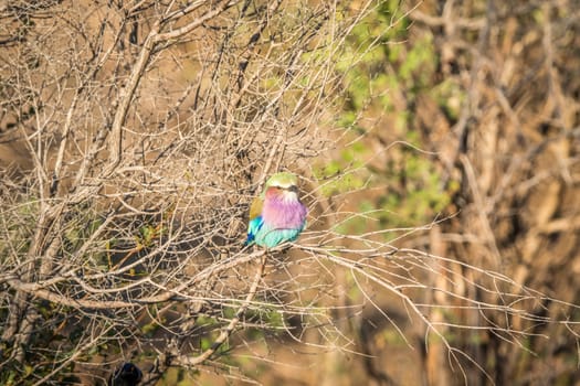 A Lilac-breasted roller sitting on a branch in the Kruger National Park, South Africa.