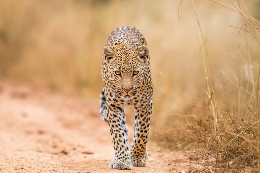 Leopard walking towards the camera in the Kruger National Park, South Africa.