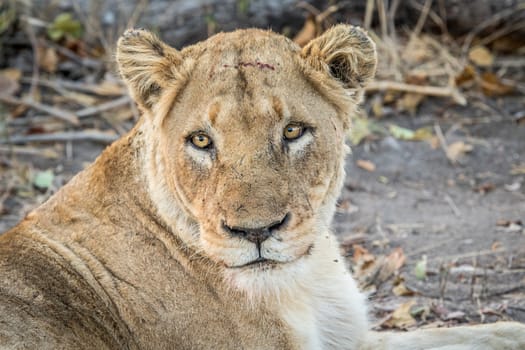 Starring Lioness in the Kruger National Park, South Africa.