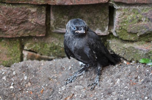 Nestling jackdaws sitting on the ground, can not fly.