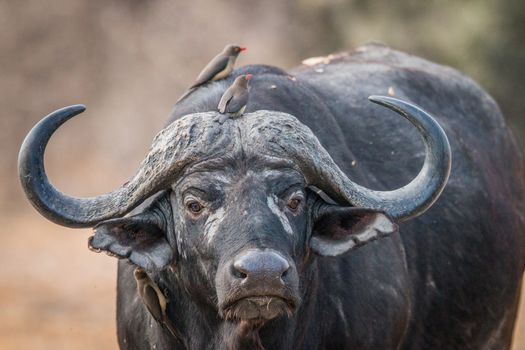 A starring Buffalo with Oxpeckers on him in the Kruger National Park, South Africa.