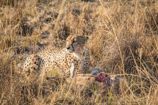 Cheetah on a Reedbuck kill in the Sabi Sabi game reserve, South Africa.