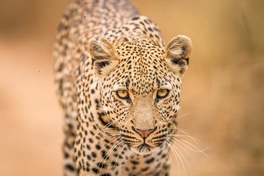 Leopard starring at the camera in the Kruger National Park, South Africa.