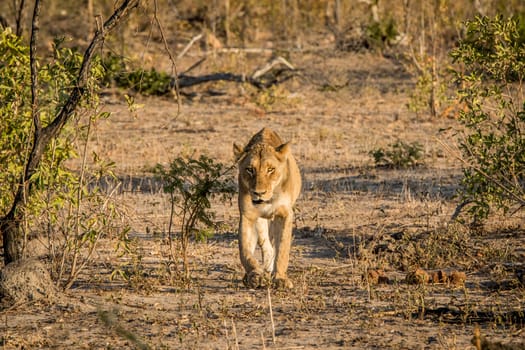 Lioness walking towards the camera in the Kruger National Park, South Africa.