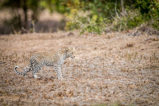 Baby Leopard walking in the grass in the Kruger National Park, South Africa.