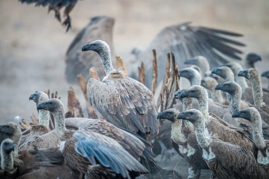 A group of White-backed vultures on a carcass in the Sabi Sabi game reserve, South Africa.