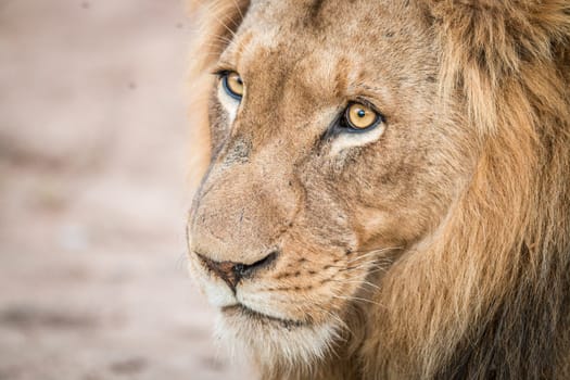 Starring Lion in the Kruger National Park, South Africa.