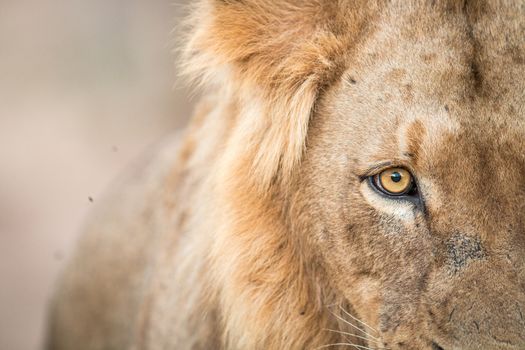 Lion eye in the Kruger National Park, South Africa.