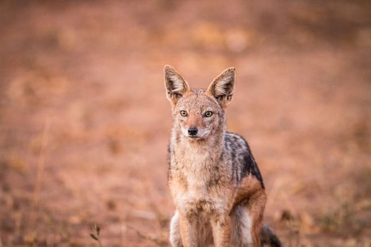 A starring Black-backed jackal in the Kruger National Park, South Africa.