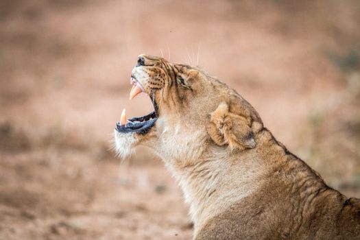 Yawning Lioness in the Kruger National Park, South Africa.