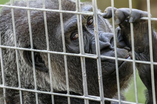 The face of a sad captive gorilla behind bars