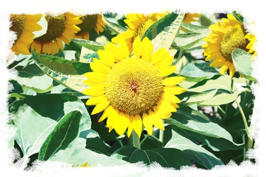 Postcard art concept sun flowers water paint background