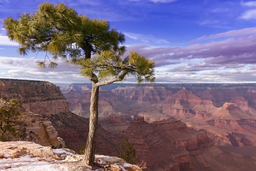 Pine tree growing at the very edge of the Grand Canyon, in Grand Canyon Village, Arizona.