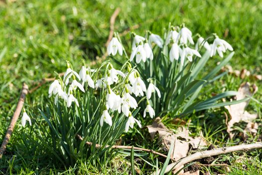Delicate snowflakes on blurred background, the flower is one of the first spring symbols.