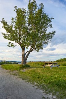 Wooden bench under a tall tree.